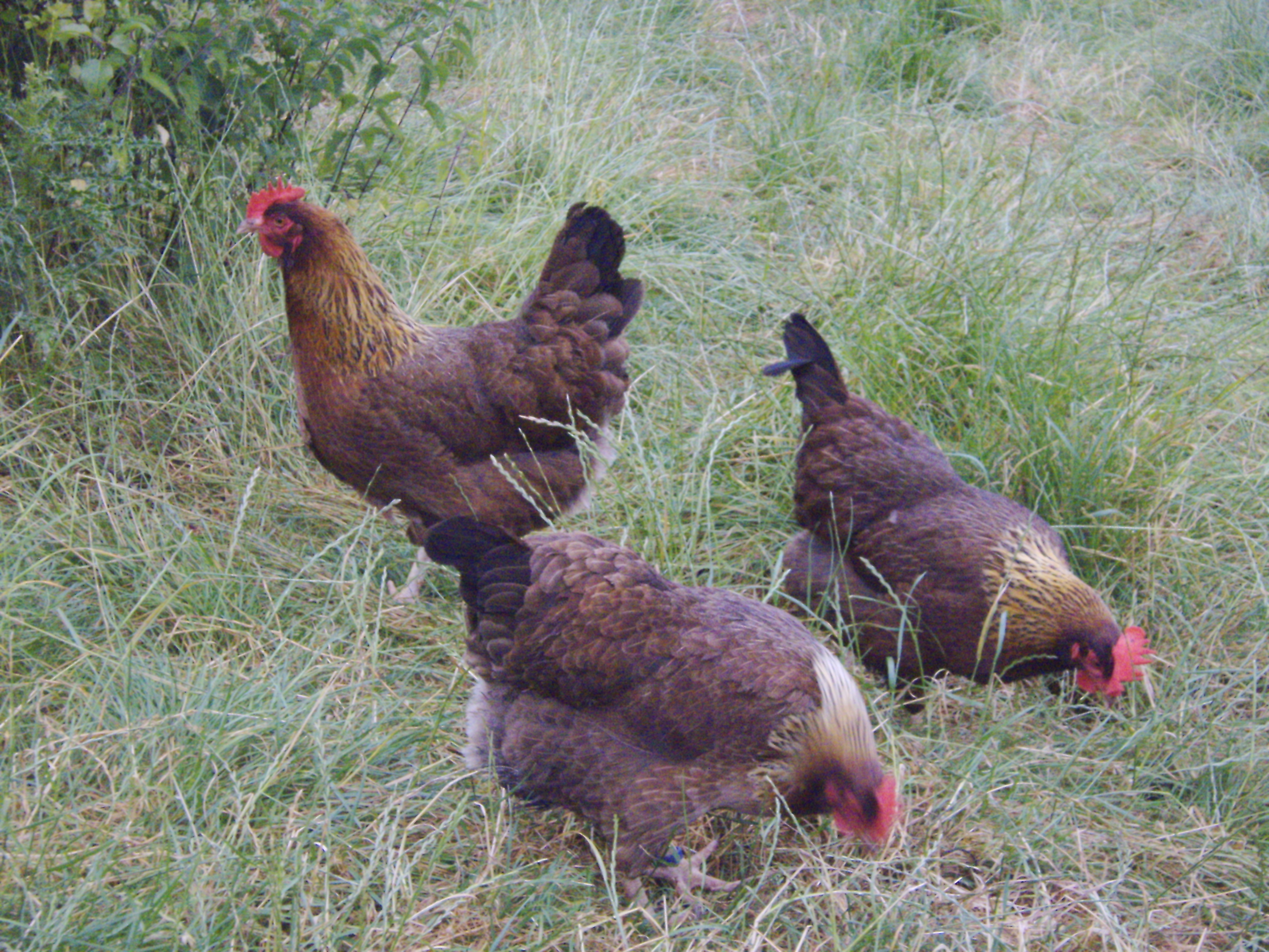 3_hens_foraging