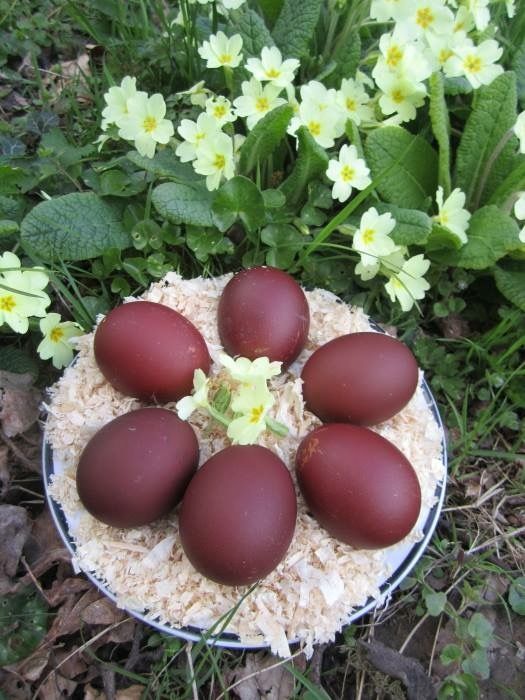 6 eggs_in_greenery