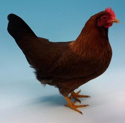 bantam pullet