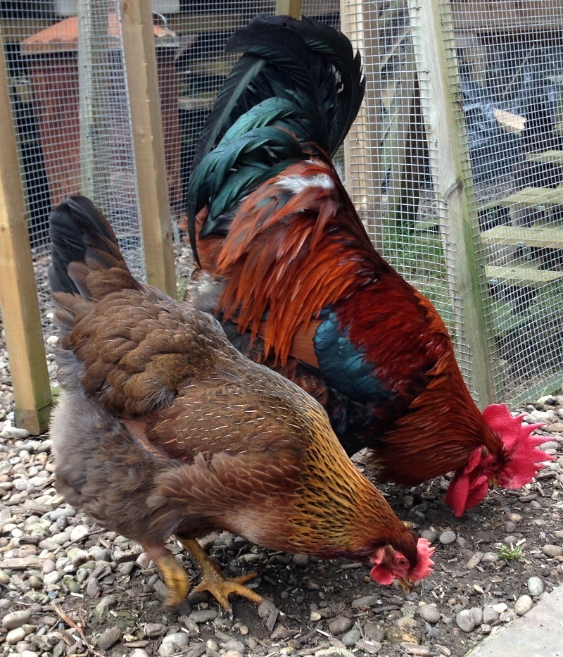 cock_and_hen_eating