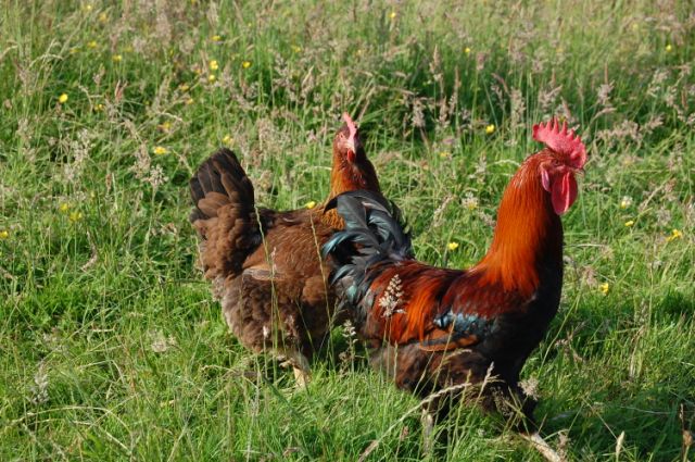 cock_and_hen_in_grass