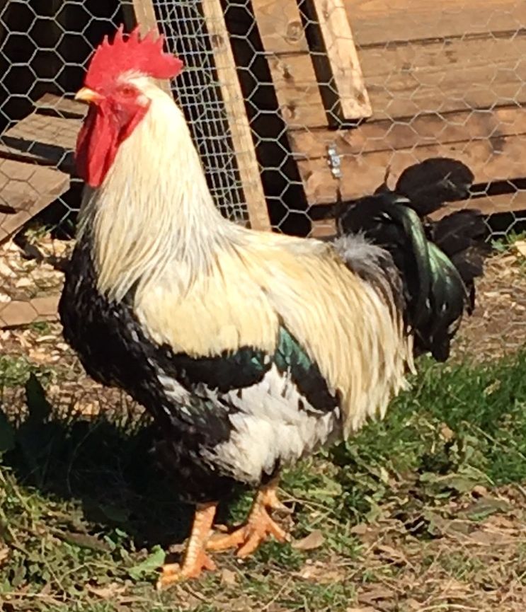 Silver Duckwing - Male