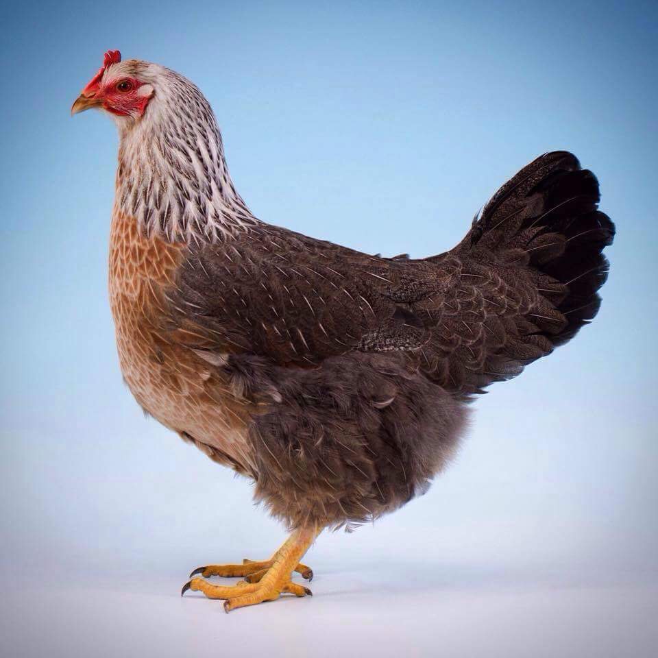 Silver Duckwing - Female