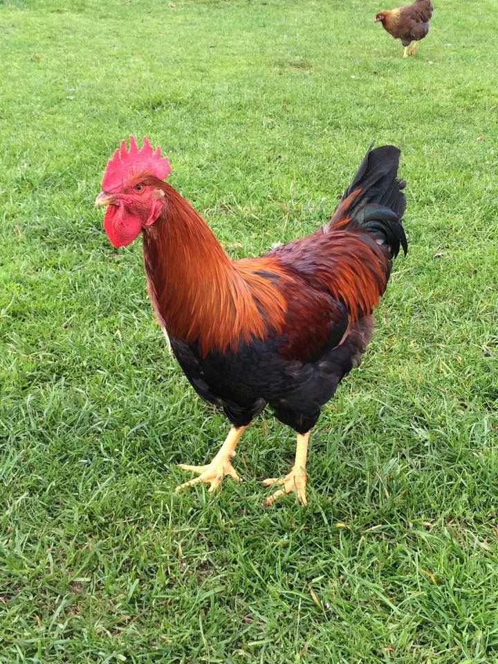 Welsummer cockerel