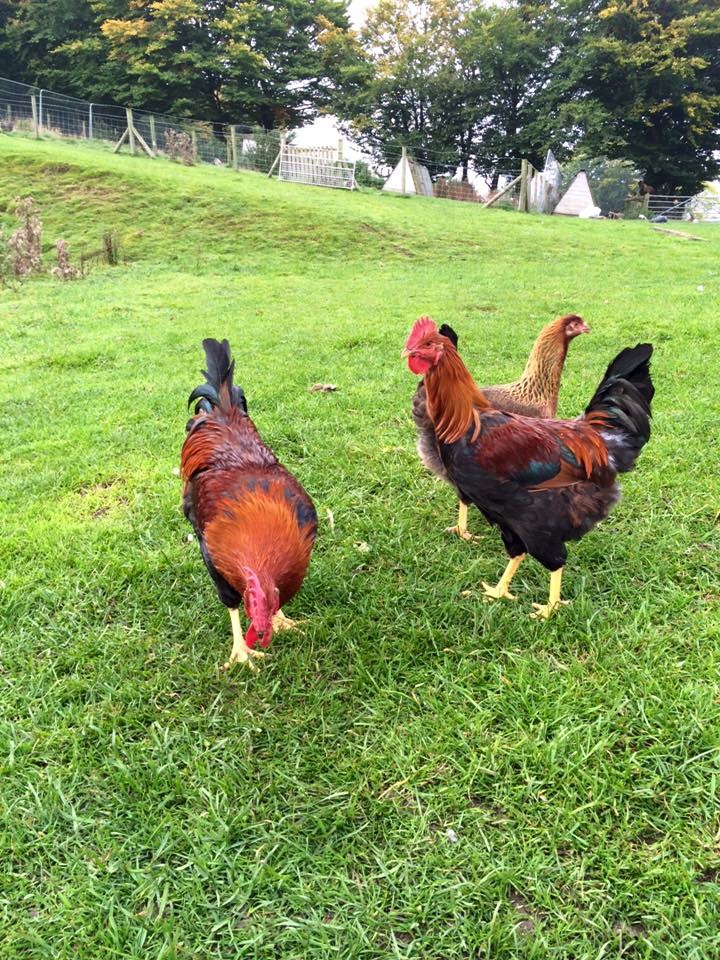 wel_cockerels_in_field