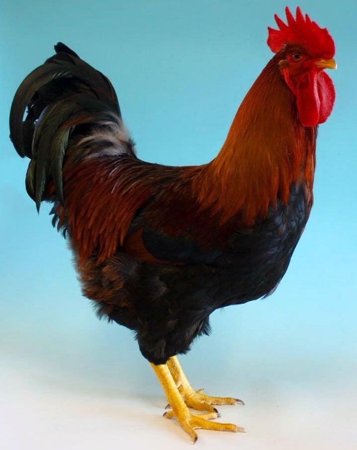 Pic of Welsummer Cockerel