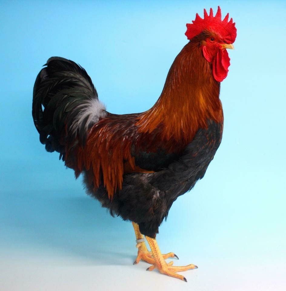 Welsummer cockerel