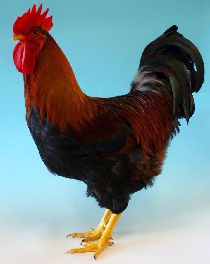 Welsummer cockerel