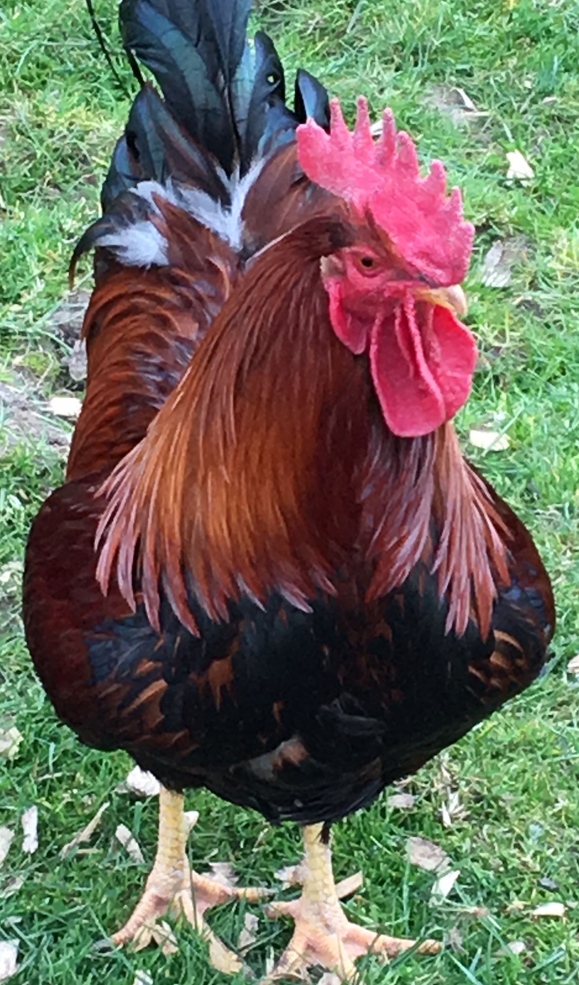 cockerel-front view