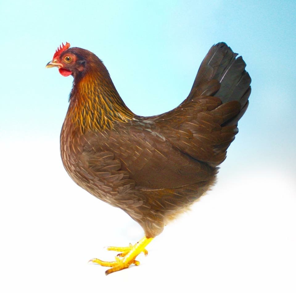 Welsummer hen