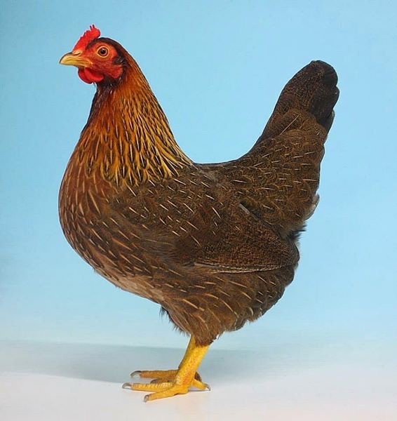 Welsummer hen