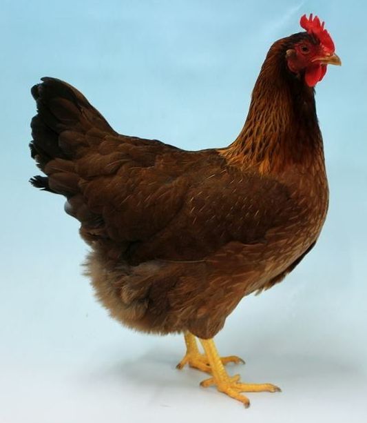 Pic of Welsummer Hen